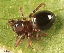 Phruronellus formica - photo 3