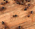 Phruronellus formica - photo 4