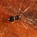 Phruronellus formica - photo 5