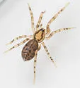 Phrurotimpus alarius