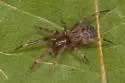 Phrurotimpus alarius - photo 3