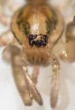 Phrurotimpus alarius - photo 4