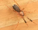 Phrurotimpus borealis