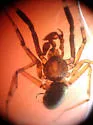 Phrurotimpus borealis - photo 2