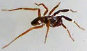 Phrurotimpus borealis - photo 4