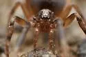 Phrurotimpus borealis - photo 5
