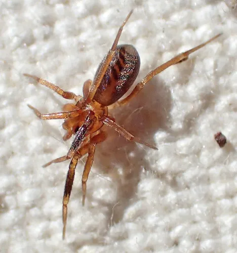 Lesser Antmimic Guardstone Spider - photo 2