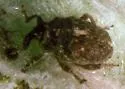 Mediterranean Sage Root Crown Weevil - Phrydiuchus tau