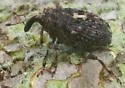 Mediterranean Sage Root Crown Weevil - photo 2