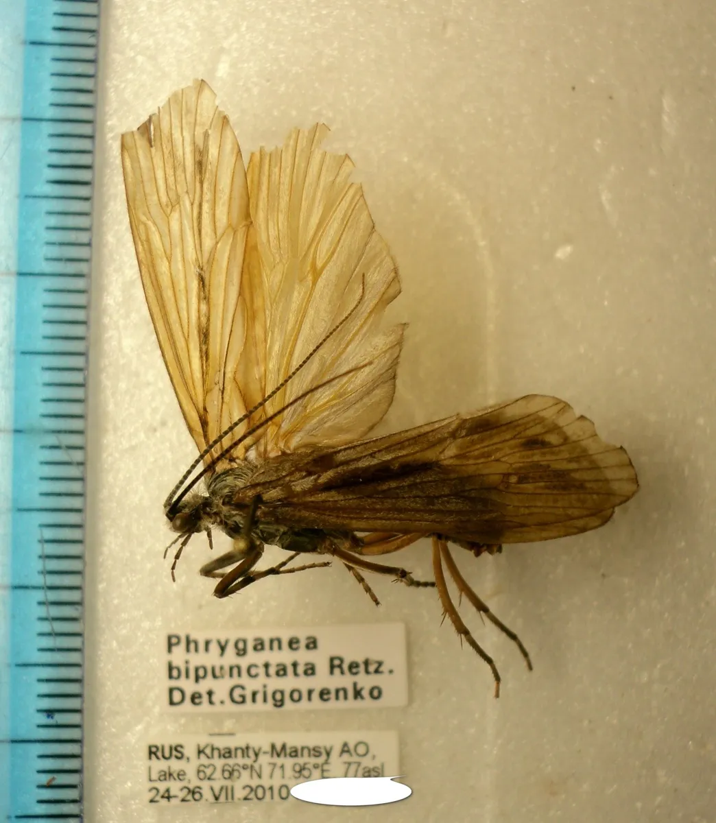 Phryganea bipunctata - photo 3