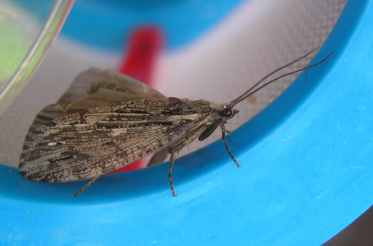 Phryganea cinerea - photo 3
