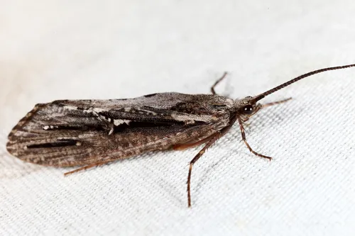 Phryganea sayi