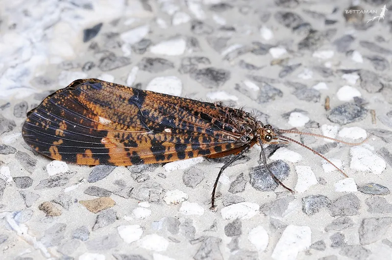Giant Casemaker Caddisflies - photo 2