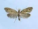 Phryganeopsis brunnea - Hodges#0318