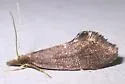 Phryganeopsis brunnea - Hodges#0318 - photo 4