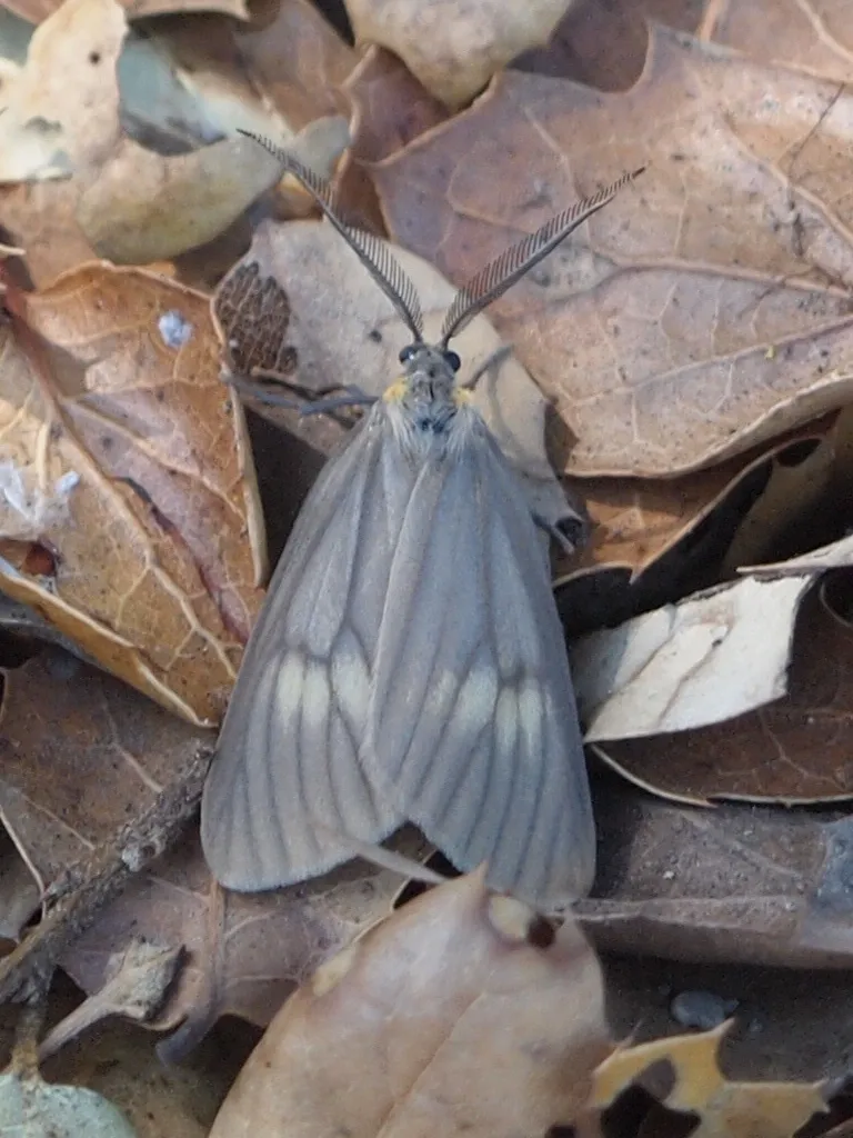 California Oak Moth - Hodges#8031 - photo 2