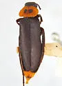 Phryganophilus collaris - Phryganophilus collaris