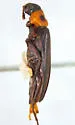 Phryganophilus collaris - photo 2