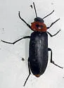 Phryganophilus collaris - photo 3