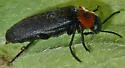 Phryganophilus collaris - photo 4