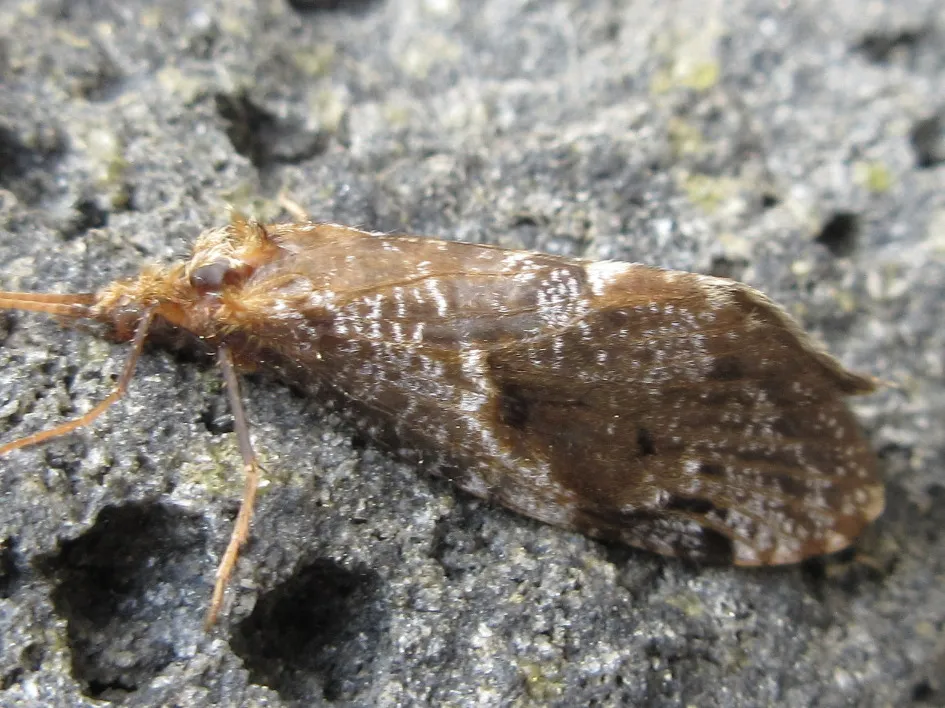 Phryganopsychidae - photo 2