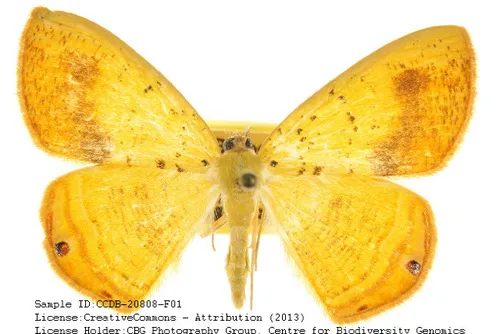 Golden-winged Palyas Moth - Hodges#6670 - Phrygionis auriferaria