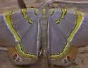 Silvery Phrygionis - Hodges#6671