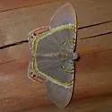 Silvery Phrygionis - Hodges#6671 - photo 2