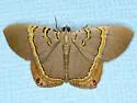 Silvery Phrygionis - Hodges#6671 - photo 3