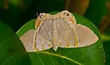Silvery Phrygionis - Hodges#6671 - photo 4