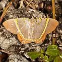 Silvery Phrygionis - Hodges#6671 - photo 5