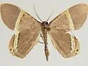 Phrygionis privignaria - Hodges#6671.2