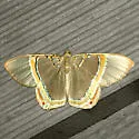 Phrygionis privignaria - Hodges#6671.2 - photo 2