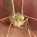 Phrygionis privignaria - Hodges#6671.2 - photo 3