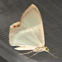 Phrygionis privignaria - Hodges#6671.2 - photo 4