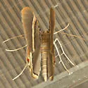 Phrygionis privignaria - Hodges#6671.2 - photo 5