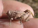 Robust Toad Lubber