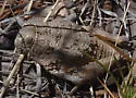 Robust Toad Lubber - photo 3