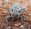 Robust Toad Lubber - photo 4