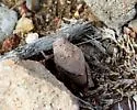 Robust Toad Lubber - photo 5