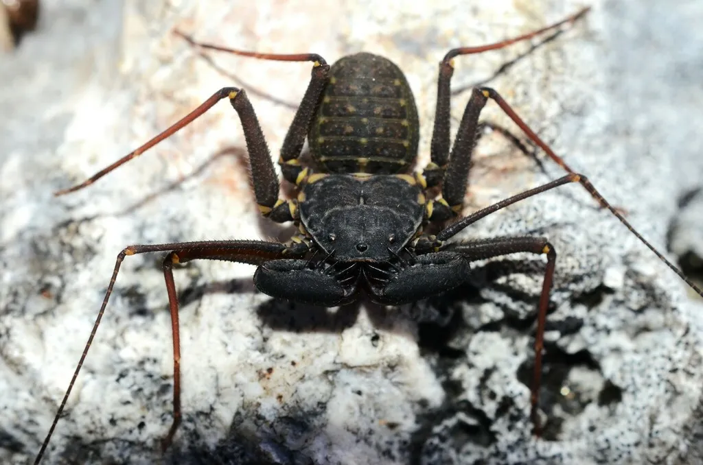 Florida Tailless Whipscorpion - photo 2