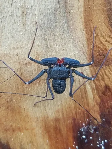 Florida Tailless Whipscorpion - photo 4
