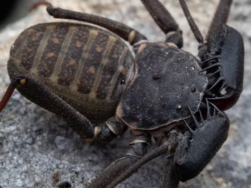 Florida Tailless Whipscorpion - photo 5