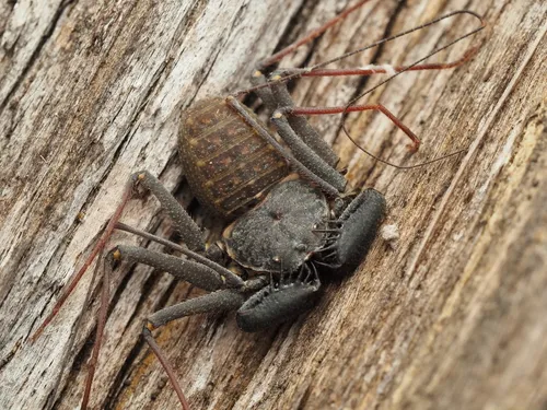 Florida Tailless Whipscorpion - photo 6