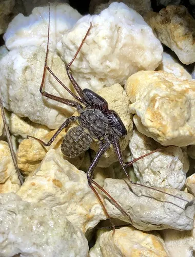 Florida Tailless Whipscorpion - photo 7