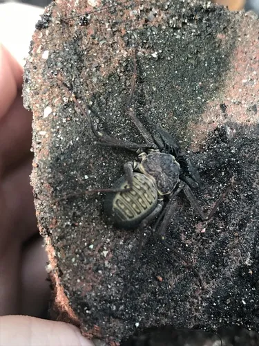 Florida Tailless Whipscorpion - photo 8