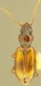 Phrypeus rickseckeri - photo 2