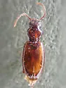 Phrypeus rickseckeri - photo 3
