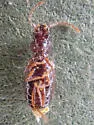 Phrypeus rickseckeri - photo 4