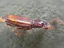 Phrypeus rickseckeri - photo 5